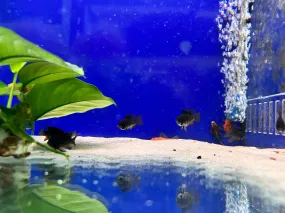 BLACK RAM