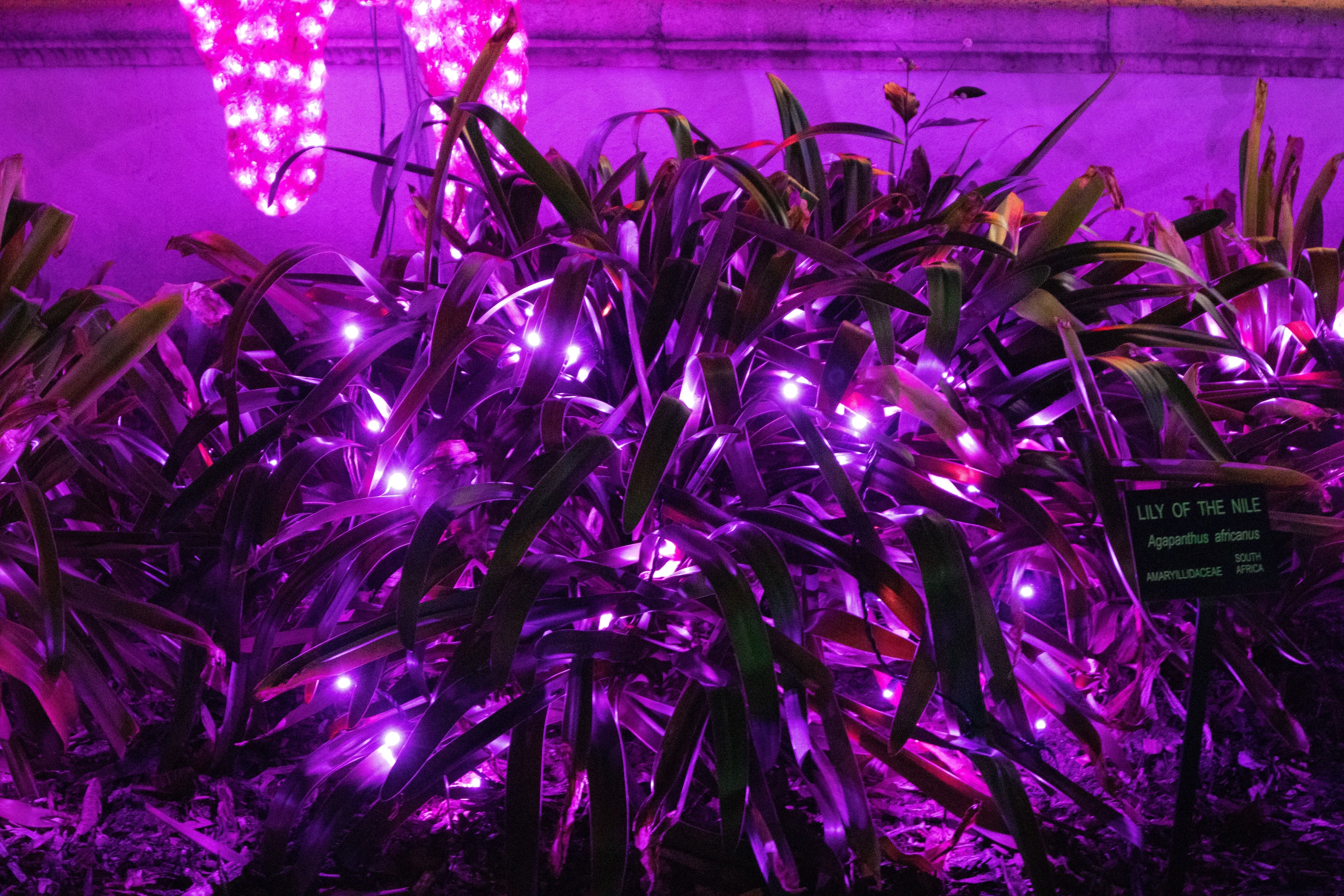 M5 70L mini LED Christmas Lights Purple